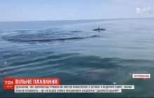 На Херсонщині дельфіни, які з середини травня не могли вибратися із затоки у відкрите море, знову вільно плавають (відео)