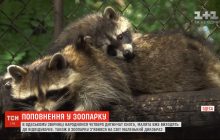 Смугастий бум: в одеському зоопарку поповнення у єнотів та дикобразів (відео)