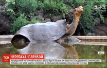 Місія виконана: легендарний 100-річний черепаха-плейбой Дієго повертається у дику природу на Галапагоси (відео)