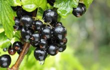Соседи обзавидуются: чем подкормить смородину для огромного урожая
