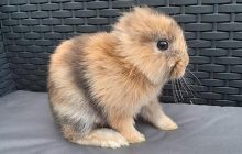 В Ирландии родился уникальный кролик без ушей