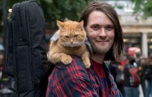 В Британии умер знаменитый кот Боб, о котором сняли фильм (фото)