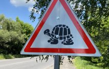 "Обережно черепахи": на Полтавщині встановили незвичні дорожні знаки (фото)