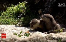 У Лондонському зоопарку показали дуже миле відео з двома маленькими видренятами (відео)