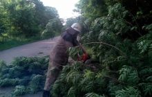 Мощный ветер повалил деревья на Житомирщине