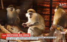 Порятунок від спеки: у Харківському зоопарку тварин годують особливим морозивом (відео)