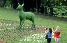 Цветочное сафари: на Певческом поле открылась первая после карантинного перерыва выставка цветов (фоторепортаж)