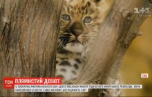 Редчайшие кошки на планете: в зоопарке Сан-Диего показали малышей амурских леопардов (видео)