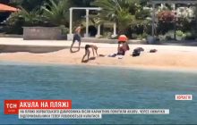 Зубаста і небезпечна: на хорватське узбережжя припливла акула і налякала відпочивальників (відео)