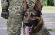 Чотирилапі сек’юріті: кінологи підготували собак для президентської охорони (відео)