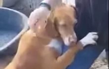 Самое милое видео дня: пес из приюта обнял журналиста и покорил его сердце