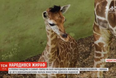 Дитя пандемии: на Бали детеныша жирафа назвали Корона (видео)