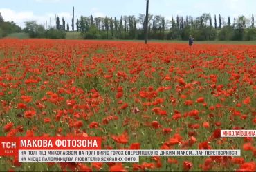 Замість гороху виріс мак: поле під Миколаєвом перетворилося на яскраву фотозону