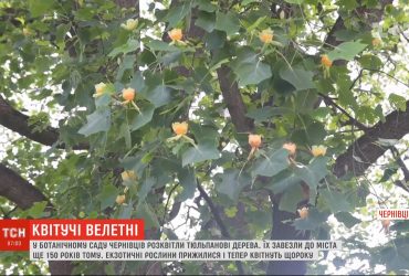 У ботанічному саду Чернівців розквітли тюльпанові дерева