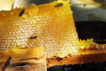 Ученые сделали тревожное открытие: как вечные химикаты влияют на медоносных пчел