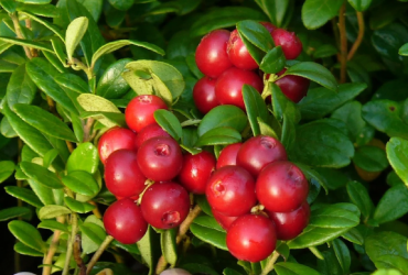 Чим корисна журавлина: користь та шкода від знайомої усім ягоди