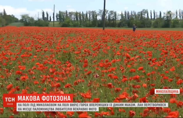 Маковое поле под Николаевом превратилось в яркую фотозону, как оно появилось - загадка (видео)