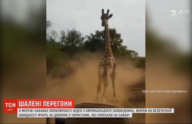 В сети набирает популярность видео, на котором жираф мчится за джипом с туристами (видео)