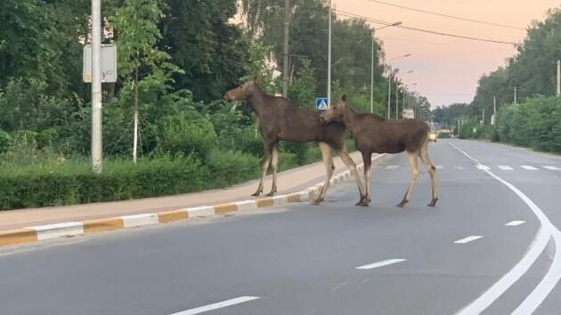 Лосиха з дитинчам переходить дорогу у Ворзелі / Фото segodnya.ua Лосиха з дитинчам переходить дорогу у Ворзелі / Фото segodnya.ua