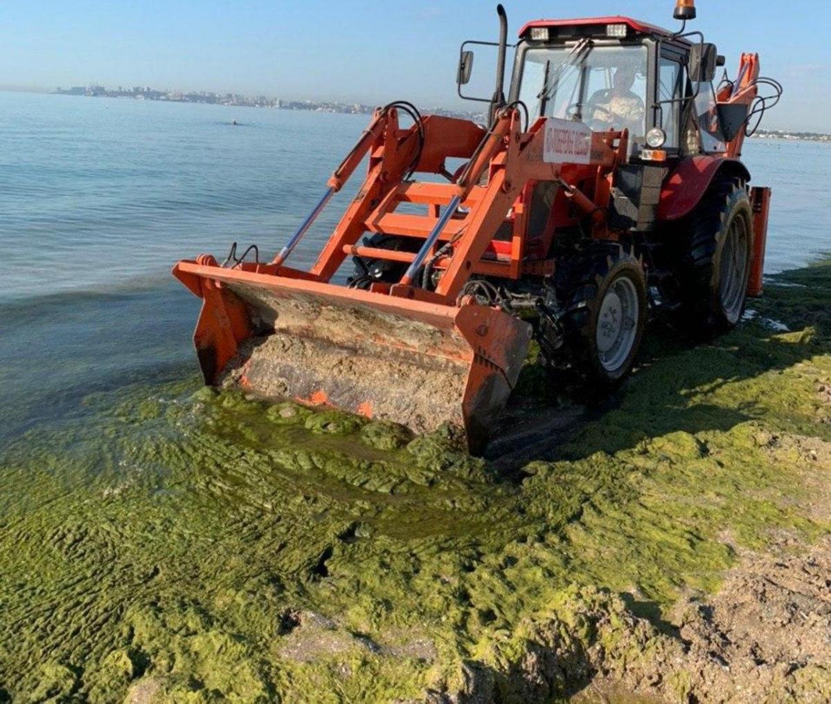 Власти говорят, что водоросли не несут опасности / фото: мэрия Одессы Власти говорят, что водоросли не несут опасности / фото: мэрия Одессы