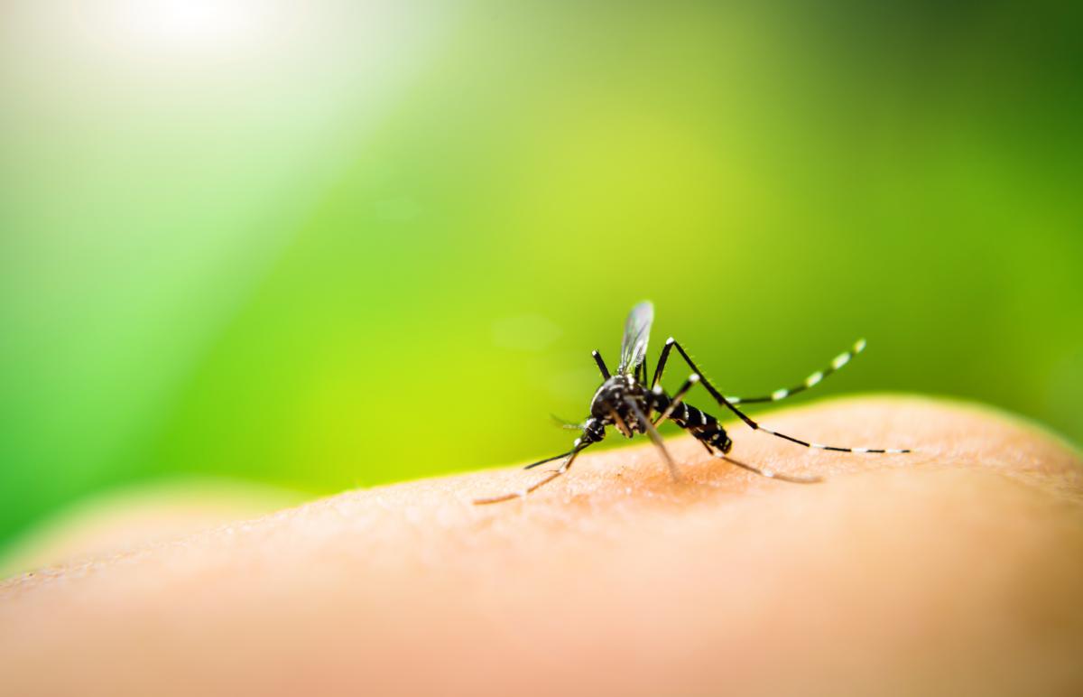 Малярия – это инфекционное заболевание / фото ua.depositphotos.com