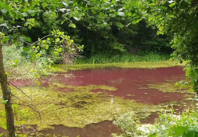Причина явища невідома / фото: Валентина Пильник Причина явища невідома / фото: Валентина Пильник