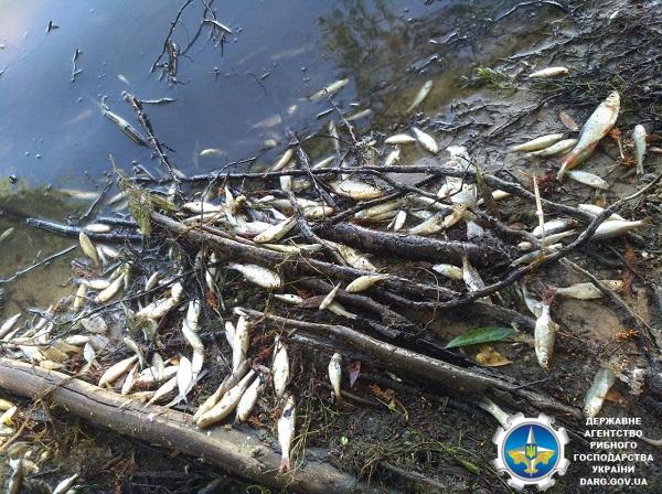 Вода в затоці – жовтувато-бурого кольору з характерним запахом сірководню / darg.gov.ua Вода в затоці – жовтувато-бурого кольору з характерним запахом сірководню / darg.gov.ua