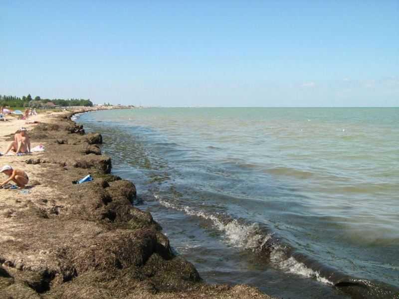 Водоросли заполонили берег, отпугивая отдыхающих не только видом, но и гнилостным запахом / Фото Аделина Гафарова Водоросли заполонили берег, отпугивая отдыхающих не только видом, но и гнилостным запахом / Фото Аделина Гафарова