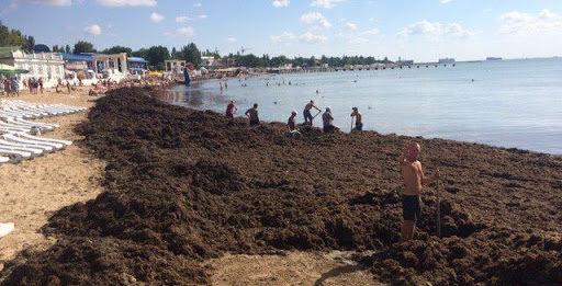 Водоросли заполонили берег, отпугивая отдыхающих не только видом, но и гнилостным запахом / Фото Аделина Гафарова Водоросли заполонили берег, отпугивая отдыхающих не только видом, но и гнилостным запахом / Фото Аделина Гафарова