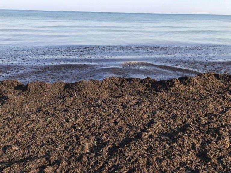 Водоросли заполонили берег, отпугивая отдыхающих не только видом, но и гнилостным запахом / Фото Аделина Гафарова Водоросли заполонили берег, отпугивая отдыхающих не только видом, но и гнилостным запахом / Фото Аделина Гафарова
