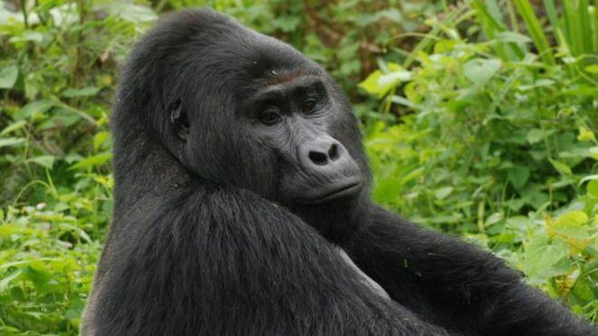 Горилла Рафики / фото Uganda Wildlife Authority Горилла Рафики / фото Uganda Wildlife Authority
