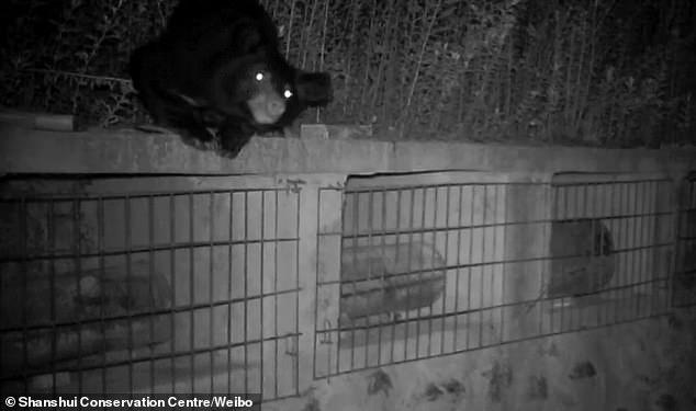 Медведь стащил около 8 кг меда / Фото Shanshui Conservation Centre/Weibo Медведь стащил около 8 кг меда / Фото Shanshui Conservation Centre/Weibo