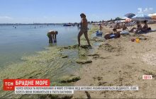 Екологи припускають, що море в Одесі буде "цвісти" щонайменше кілька тижнів (відео)