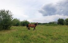 Морили голодом и не давали воды: под Полтавой нашли еле живых лошадей
