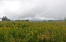 У четвер в Україні похолодає до +17°: погода на 26 серпня (карта)