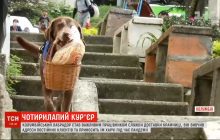 Чотирилапий кур'єр: в Колумбії лабрадор на ім’я Ерос став працівником служби доставки (відео)