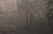 Лісова пожежа на Луганщині має два осередки, гасіння ускладнюється поривчастим вітром – ДСНС