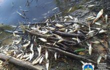 Неподалік бази відпочинку на Харківщині зафіксували масштабний мор риби (фото)