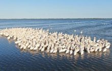 "Тузловские лиманы" под Одессой приютили 1500 розовых пеликанов (фото)