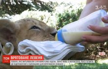Зоозахисники врятували левеня, яким розважали гостей в одеському нічному клубі (відео)
