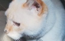 На выборах в США хотели зарегистрировать давно умершего кота-демократа