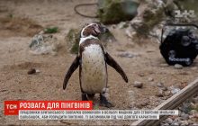 У британському зоопарку пінгвінів врятували від карантинної нудьги мильними бульбашками (відео)