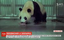 В Южной Корее впервые родился детеныш гигантской панды (видео)