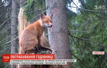 В словацких Татрах лиса забралась в птичью кормушку (видео)
