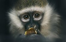 Илон Маск успешно чипировал обезьяну