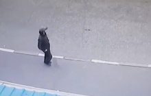Нападение омского педофила на школьниц в подъезде попало на видео