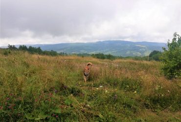 Не Нафтусею єдиною: корисні піші походи проти нудьги на курортах Львівщини