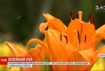 Квітковий рай: у ботанічному саду Харкова квітнуть лілії