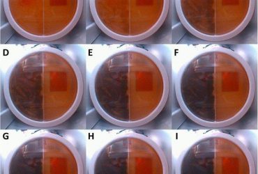 Чернобыльский грибок может спасти людей от космической радиации