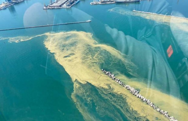 "Вода стала, як кисіль": Чорне море "зацвіло", купатися не радять (фото)